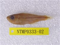 藏品(中線天竺鯛)的圖片